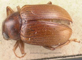 Media type: image; Entomology 9790   Aspect: habitus dorsal view